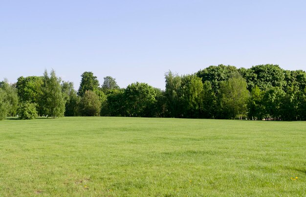 Photo scenic view of trees on field against clear sky