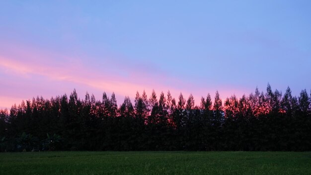 Scenic view of trees on field against sky at sunset