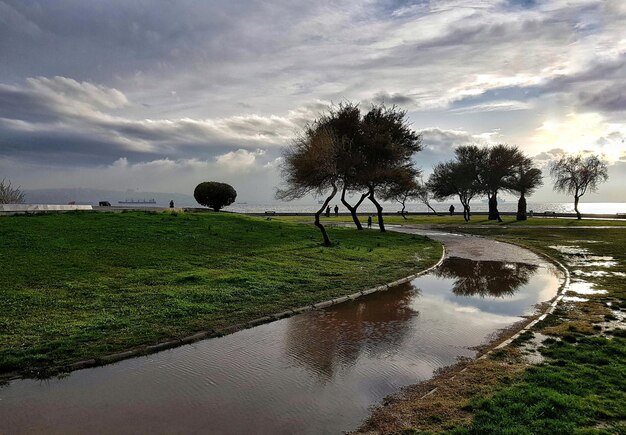 Foto vista panoramica degli alberi sul campo contro il cielo