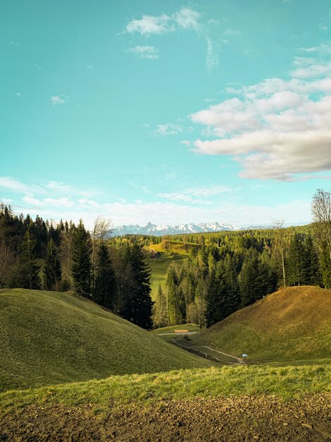 Scenic view of trees on field against sky