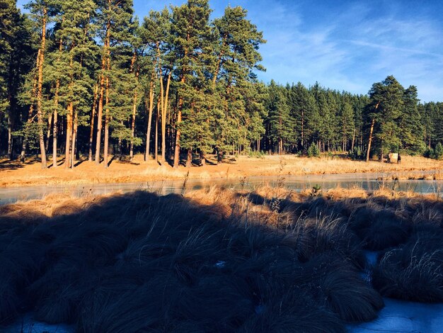 Foto vista panoramica degli alberi sul campo contro il cielo