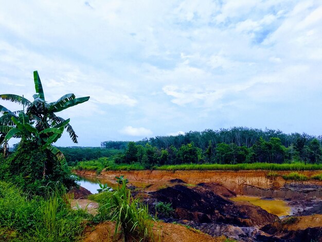 Photo scenic view of trees on field against sky