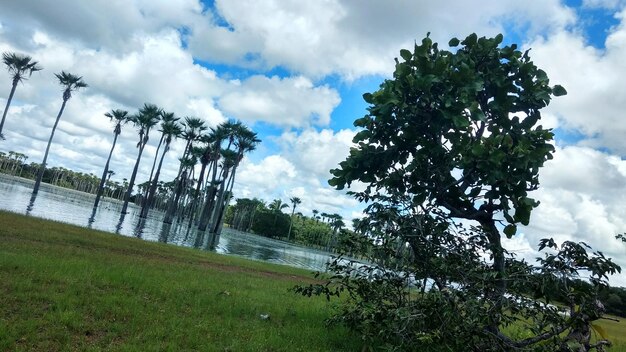 Scenic view of trees on field against sky