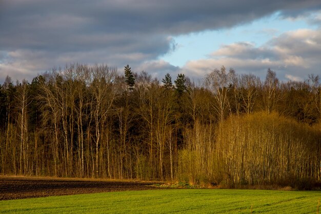 Scenic view of trees on field against sky