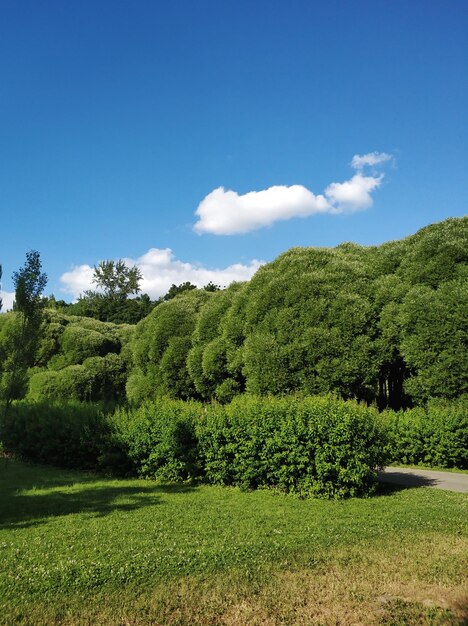 Scenic view of trees on field against sky