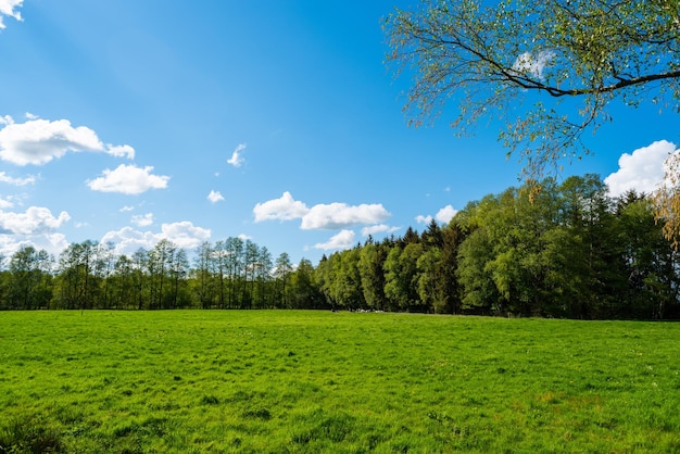 Photo scenic view of trees on field against sky