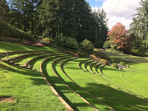 Foto vista panoramica degli alberi sul campo contro il cielo