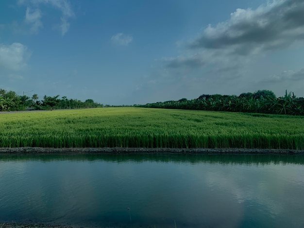 Photo scenic view of trees on field against sky