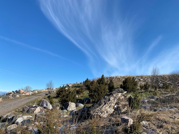 Foto vista panoramica degli alberi sul campo contro il cielo