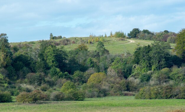 Foto vista panoramica degli alberi sul campo contro il cielo