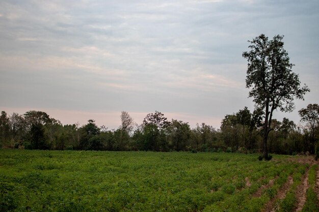 Scenic view of trees on field against sky