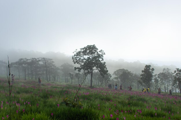 Photo scenic view of trees on field against sky