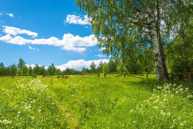 Scenic view of trees on field against sky