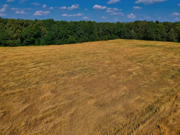 Photo scenic view of trees on field against sky