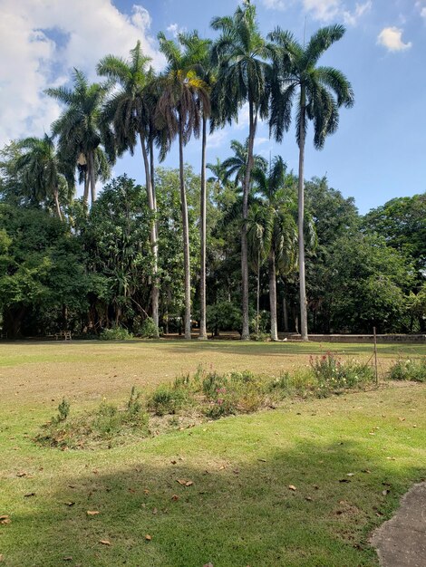 Scenic view of trees on field against sky