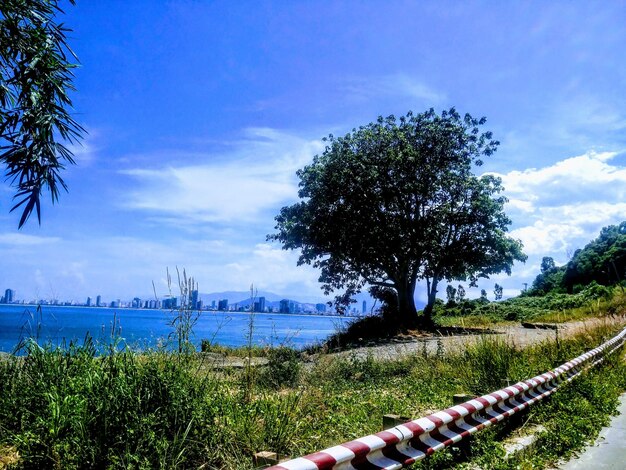 Scenic view of trees on field against sky