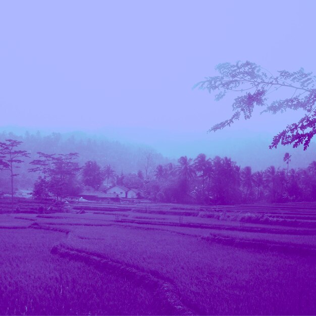 Scenic view of trees on field against sky