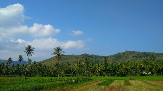 Scenic view of trees on field against sky