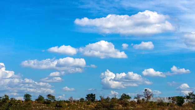 Scenic view of trees on field against sky