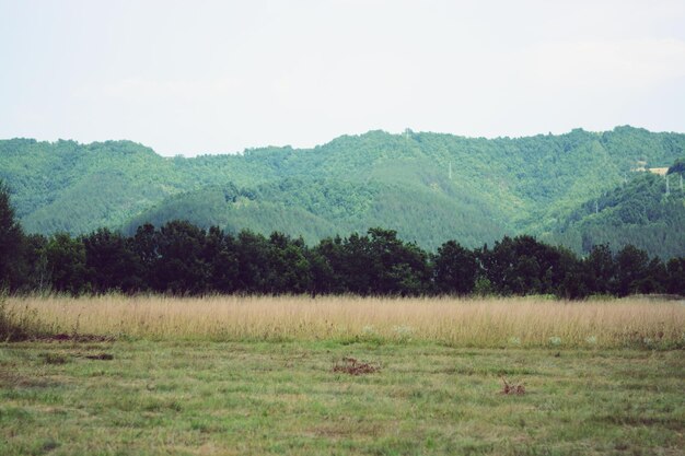 Scenic view of trees on field against sky