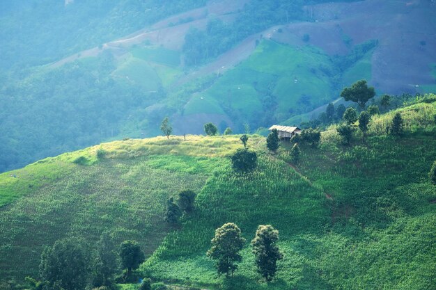 Scenic view of trees on field