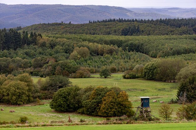 Foto vista panoramica degli alberi sul campo