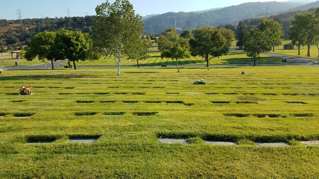 Foto la vista panoramica degli alberi sul campo