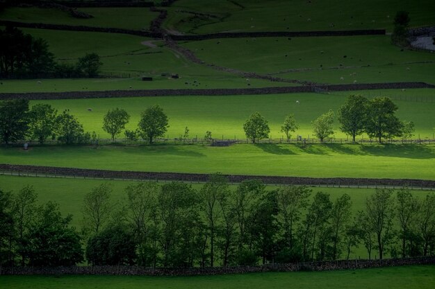 Scenic view of trees on field