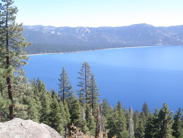 Photo scenic view of trees in forest against clear sky