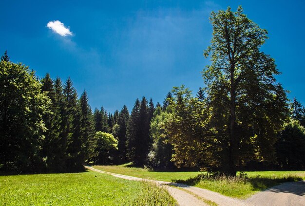 Scenic view of trees in forest against sky