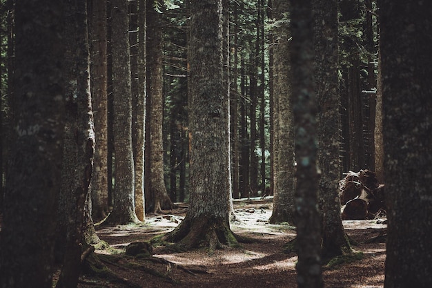 Scenic view of trees in forest