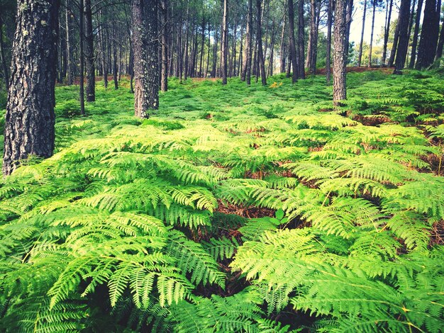 Scenic view of trees in forest