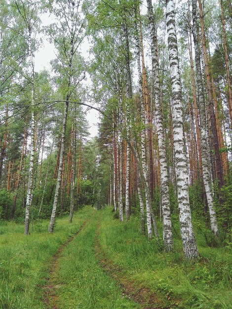 Foto la vista panoramica degli alberi nella foresta