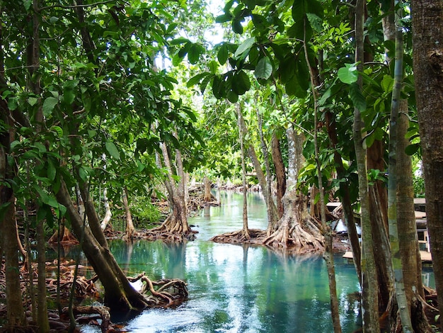 Scenic view of trees in forest