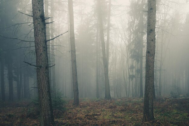 Photo scenic view of trees in forest