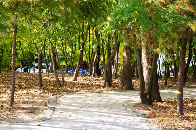 Scenic view of trees in forest