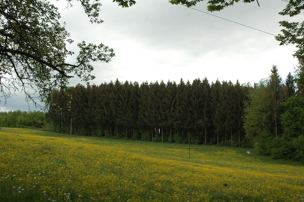 Photo scenic view of trees growing on field against sky