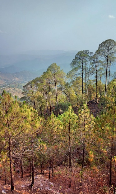 Scenic view of trees growing on field against sky