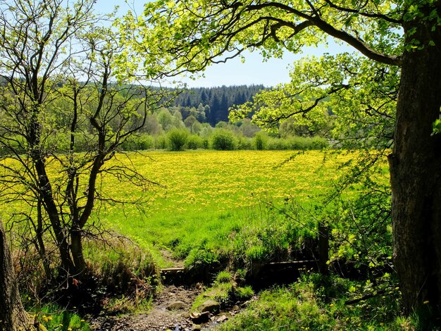 Foto la vista panoramica degli alberi che crescono sul campo