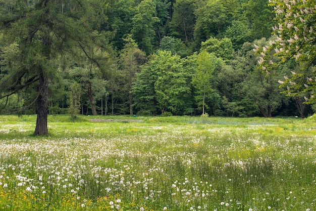 Foto vista panoramica degli alberi che crescono sul campo