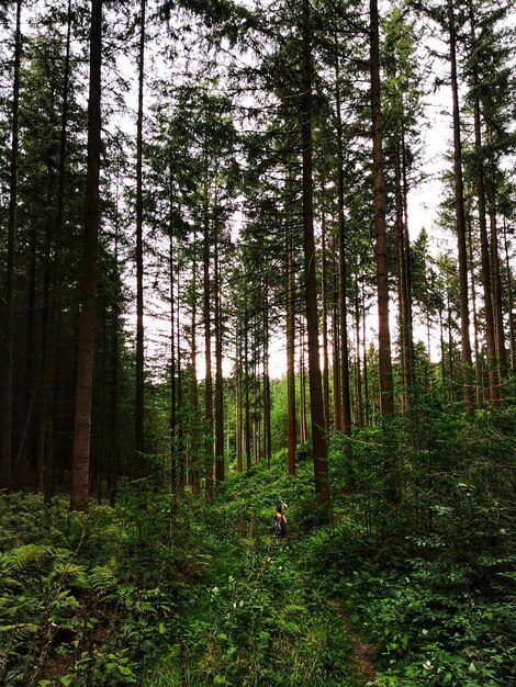 Scenic view of trees growing in forest