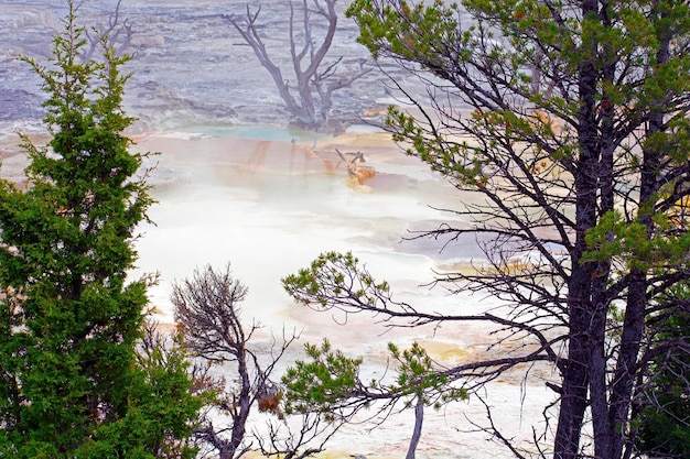 Photo scenic view of trees growing in forest