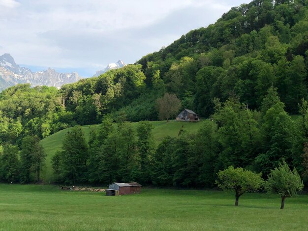 Scenic view of trees and houses on field against sky