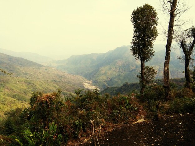 Scenic view of trees and mountains against sky