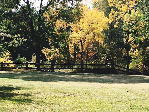 Photo scenic view of trees in park during autumn