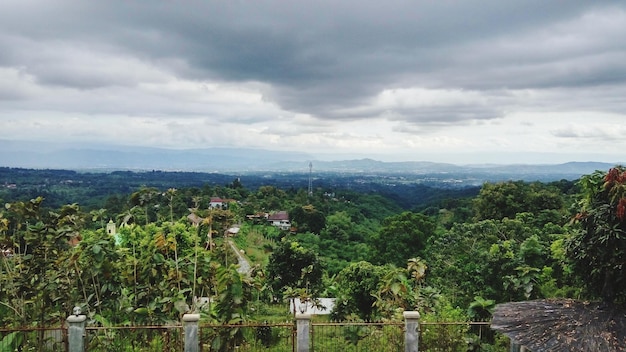 Foto vista panoramica di alberi e piante contro il cielo