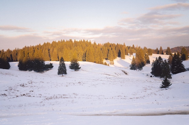 雪 に 覆わ れ た 丘 の 上 の 木々 の 景色