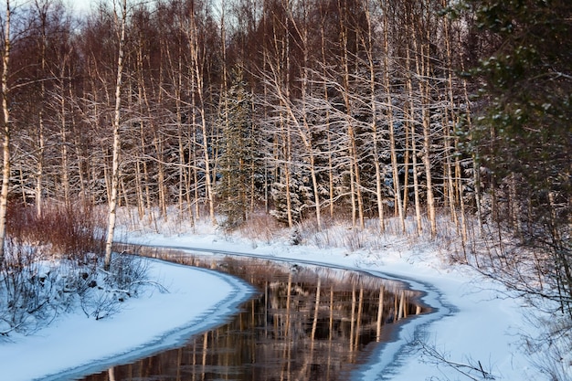 Scenic view of trees during winter