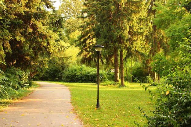 Photo scenic view of trees