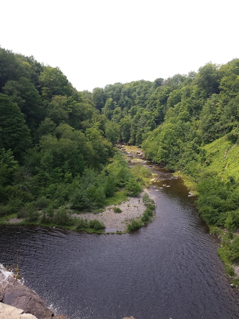 Foto la vista panoramica degli alberi